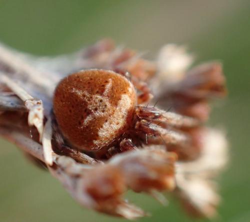 Agalenatea redii